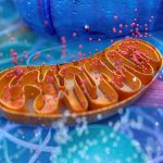 mitocondrio implicato nelle cause della fibromialgia