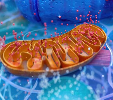 mitocondrio implicato nelle cause della fibromialgia