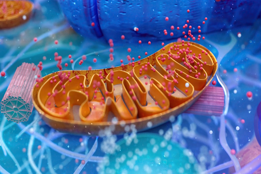 mitocondrio implicato nelle cause della fibromialgia